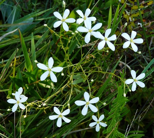{Sabatia difformis}